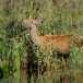 Red Deer 120909